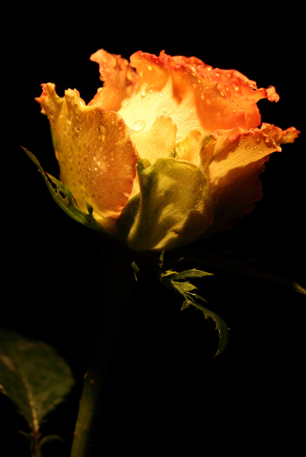 一枝盛开的玫瑰花图片