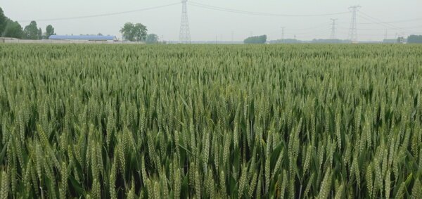 小麦麦田基本农作物