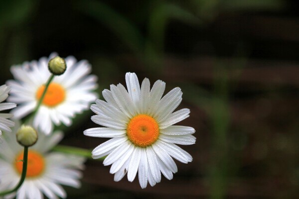 唯美白色小雏菊图片