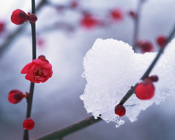 雪景白与红