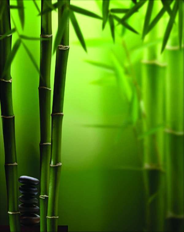 绿竹子图片