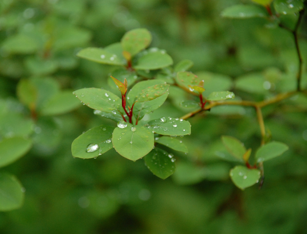 雨露滋润新芽图片