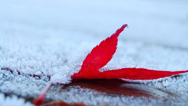 雪中的红色枫叶