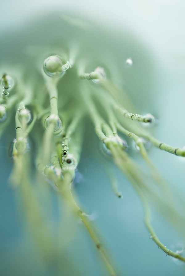 植物摄影图片