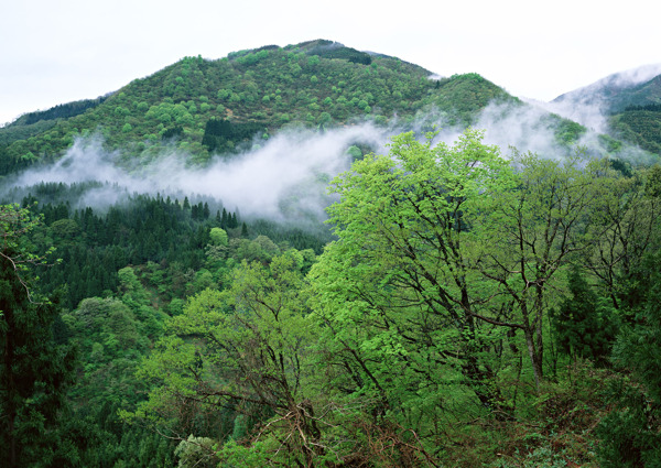 山峰树林美景图片