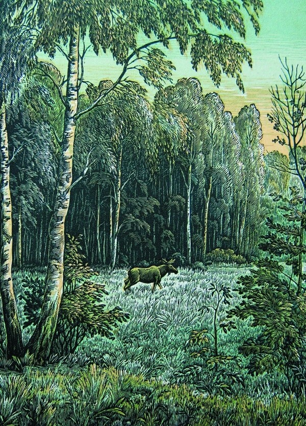 茂盛树林图片