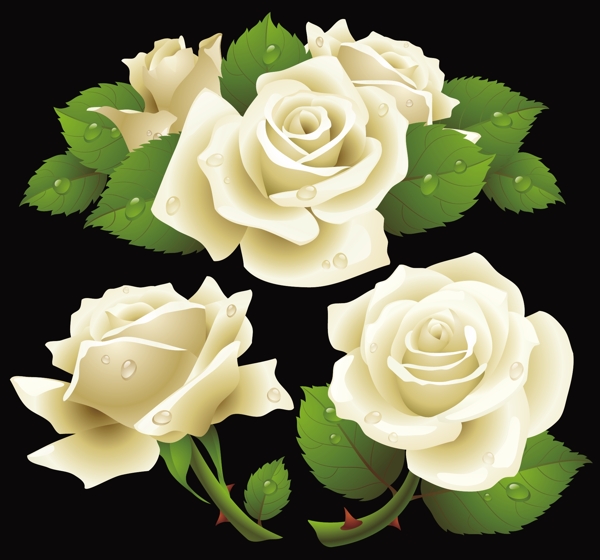 白色玫瑰花矢量图