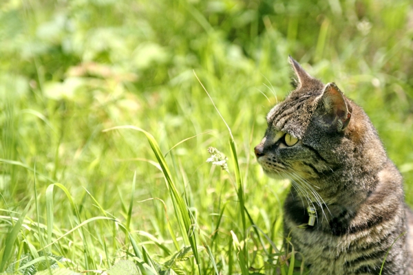 草丛里的猫