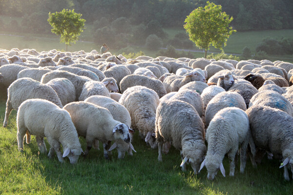 草地上的一群绵羊图片