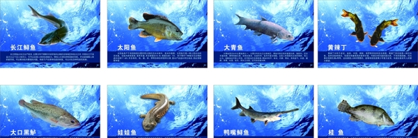鱼类介绍图片