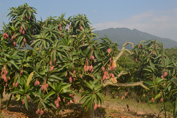 芒果飘香图片