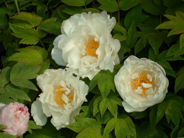 洛阳国花园白牡丹图片