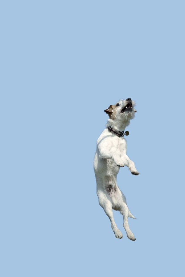 跳跃的狗扣图图片
