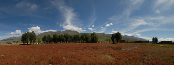 乡村树木风景