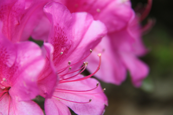 红色杜鹃花特写