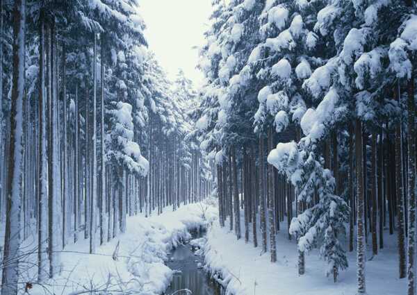 冰雪天地图片