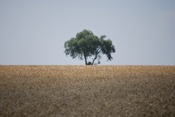 孤独的树4