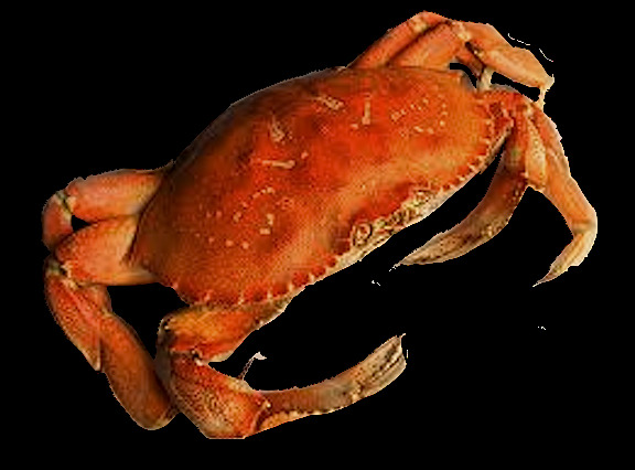 红褐色螃蟹图片免抠png透明图层素材
