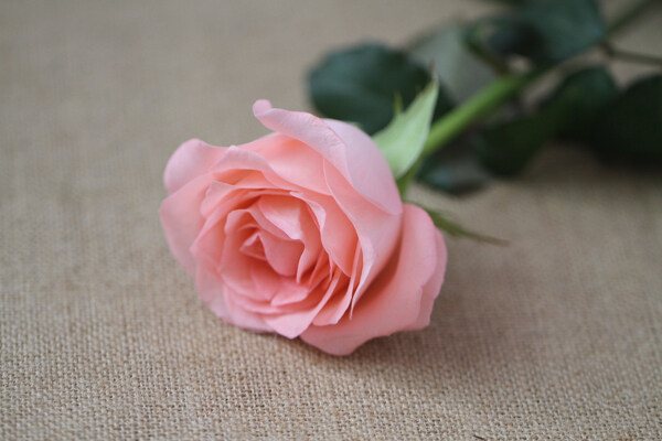 戴安娜粉玫瑰