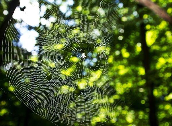 树林蜘蛛网图片