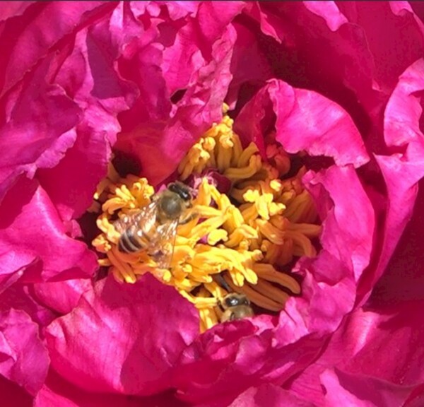 蜜蜂飞舞在春天盛开的牡丹花丛