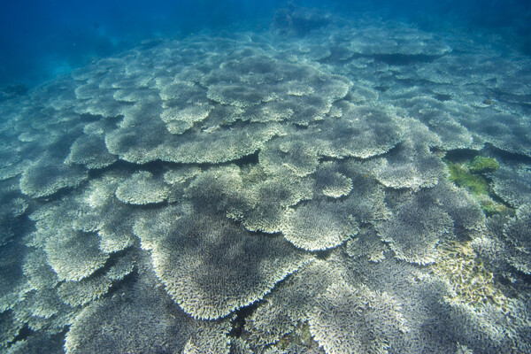 茂密的珊瑚群