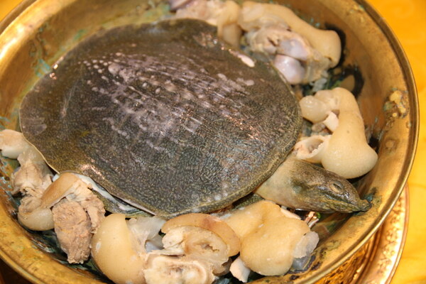 香锅生态甲鱼图片