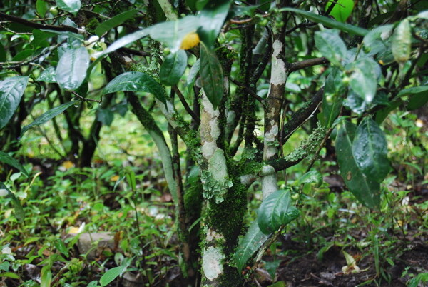 云南普洱茶树树干寄生植物