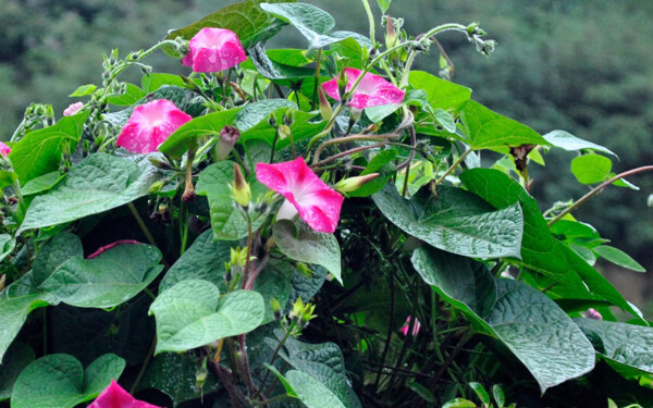 位图植物花朵写实花卉喇叭花免费素材