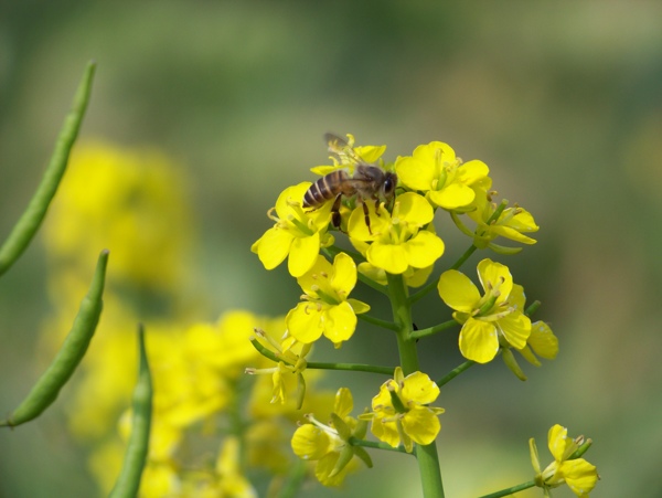 春季的蜜蜂图片