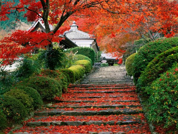 京都秋叶图片