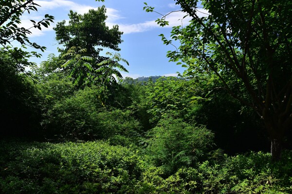 重庆涪陵望州关风景