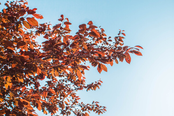 蓝天下的梅花树叶商用摄影图