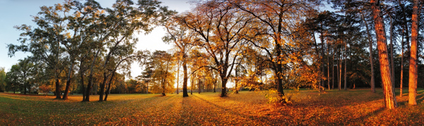 秋天树林巨幅风景图片