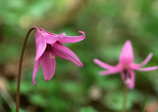 特写粉色鲜花