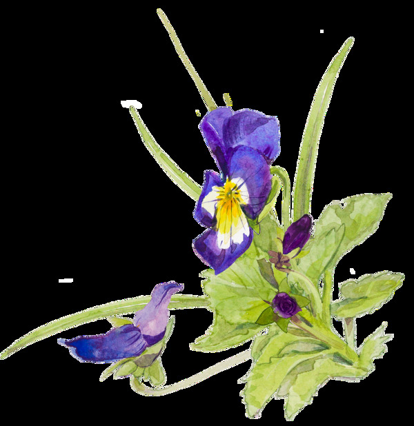 紫色水彩手绘植物花朵透明素材