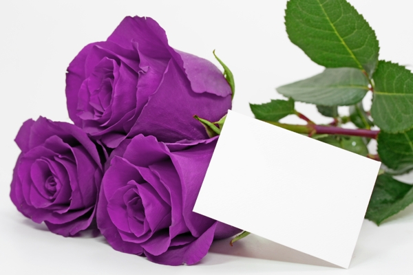 紫色玫瑰花与花瓣图片