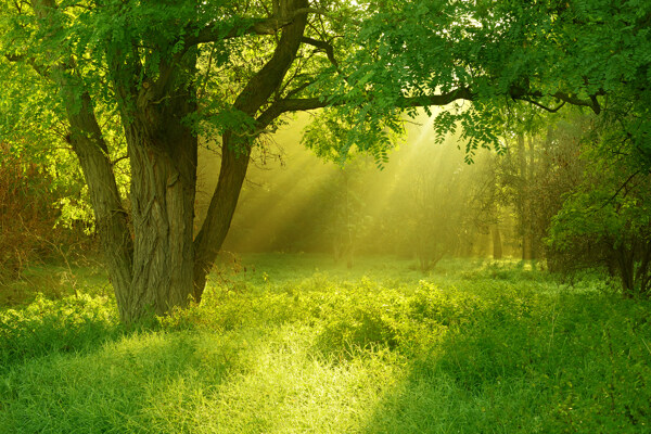 阳光洒满树林图片