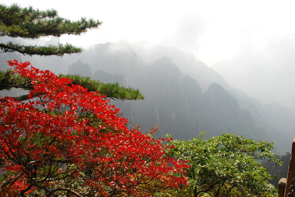 黄山秋色图片