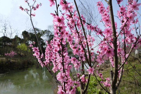 水边桃树