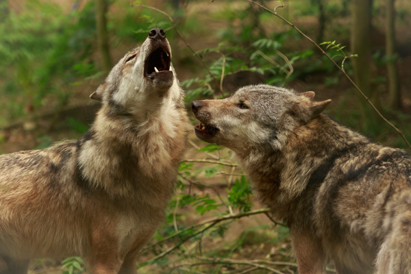 亲呢的两只狼