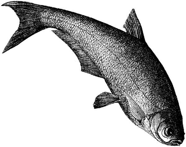 水生动物Fish鱼动物素描