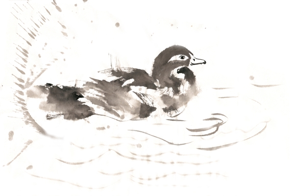 湖中的鸭子水墨画PNG免抠素材
