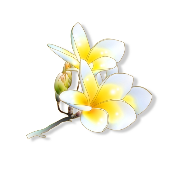 一支小白花和花苞