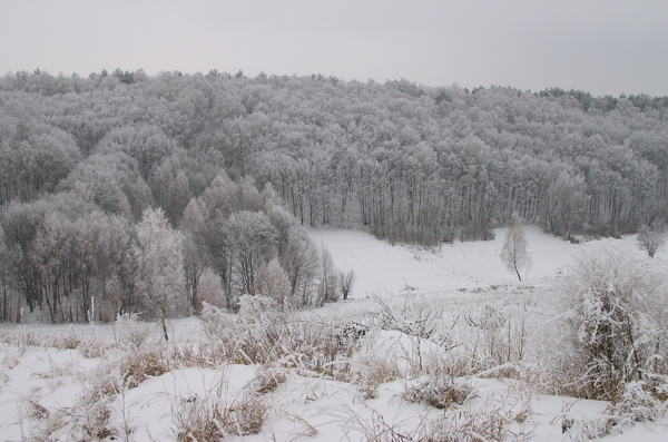 美丽树林雪景图片