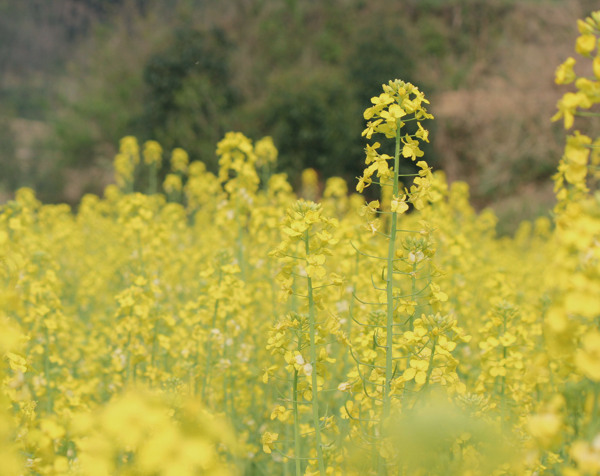 油菜花