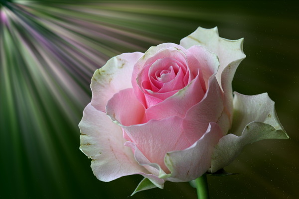 淡粉色玫瑰