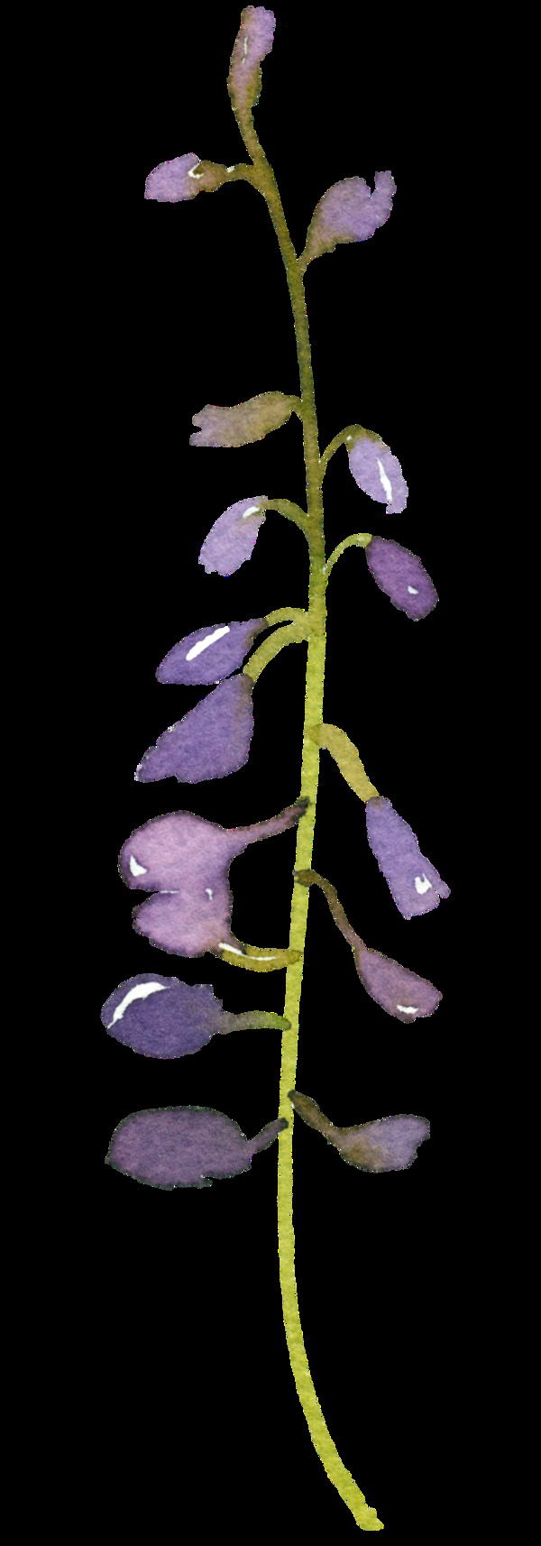 手绘一株紫色的叶子PNG透明素材
