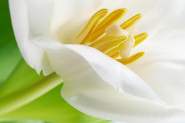 白色鲜花的花蕊