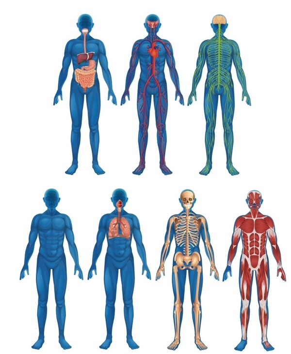 人体结构图图片